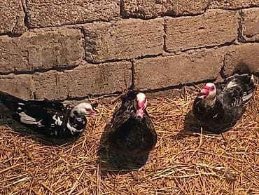 Akvariumlar: Erkək, | Lal ördək, Ətlik — 3