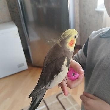 hindusqa: Hazir cüt bala vermeye hazirdilar dele öyrenib ciciquş, aşkım, BABACİK — 6