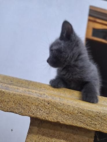 pişik gence: Erkək, Yaxşı əllərə, Ünvandan götürmə — 4