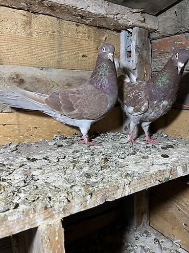 tutuquşu show jumbo: Morlar ikiside çıplaq mayalardi.Qiymet ikisine aiddi tek tek biri 10m — 3