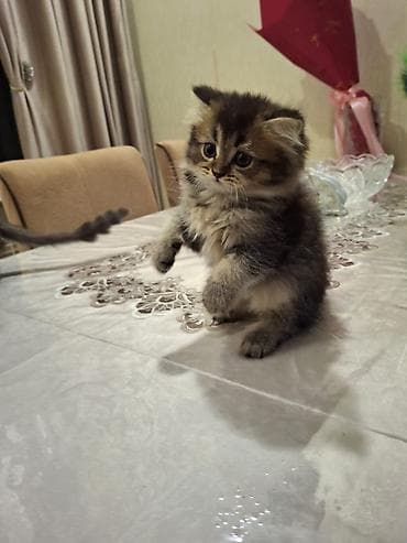 mingəcevir pişik: Yumaqlı tüklü, zolaqlı naxışlı balaca pişik balası. Xüsusiyyətlər: - — 7