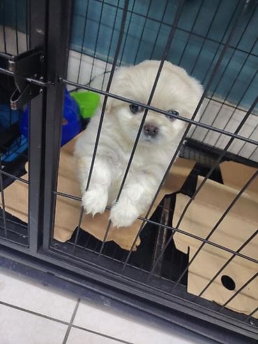 itlə: Pekines — 4