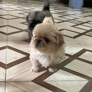 it cinsi adlari: Pekines — 1