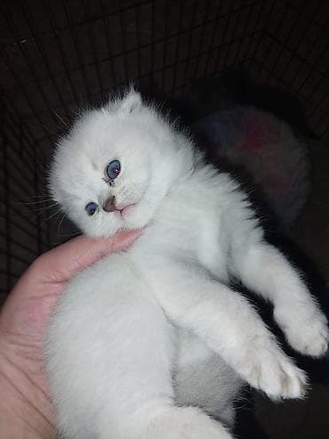 Yaxşı əllərə — 1