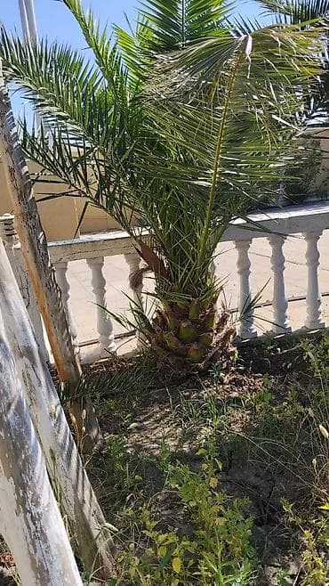 tuklu indiriler: Dekorativ xurma (palm) ağacı - Növ: Bəzək məqsədli xurma palmaları — 2