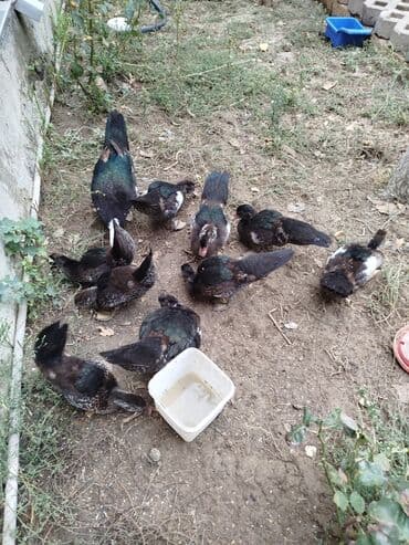 enzo шампунь отзывы: Zümrüdü ördəkləri 3 aylig təsərrüfat üçün məhsuldar və sakit cins — 1