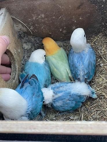 bülbül quşu satışı: Fişer balaları satılır 1 ədədinin qiyməti 150m yemə düşdeyden sonra — 1