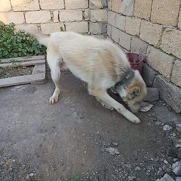 it satisi afcarka: Alabay, 2 il, Erkek, Ünvandan götürmə — 4