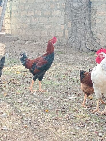 qaz ordek satisi: Səmimi həyət şəraitində saxlanılan uzunboylu, qırmızı-qara rəngli — 2