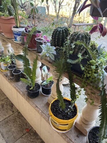 ev bitkiləri: Müxtəlif dekorativ otaq bitkiləri kolleksiyası - Kompozit sükulent — 25