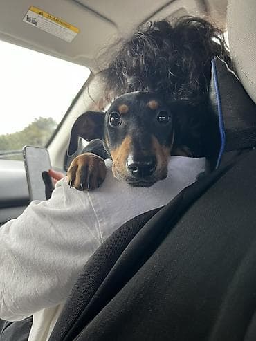 it pitpul: Doberman, 3 ay, Dişi — 3