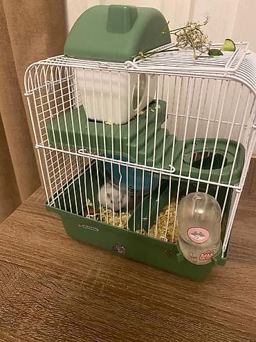 Quşlar: Cırtdan hamster və tam dəst qəfəs Məhsul təsviri: - Növ: cırtdan — 3