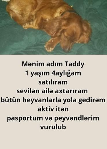 Taddy adlı aktiv it satışa çıxarılır. Yaş: 1 yaş 4 ay. Bütün