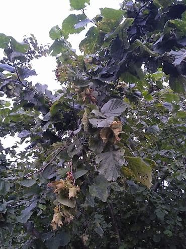 Məhsul: Fındıq bağından təzə fındıq (Corylus avellana) Təsvir: - — 1