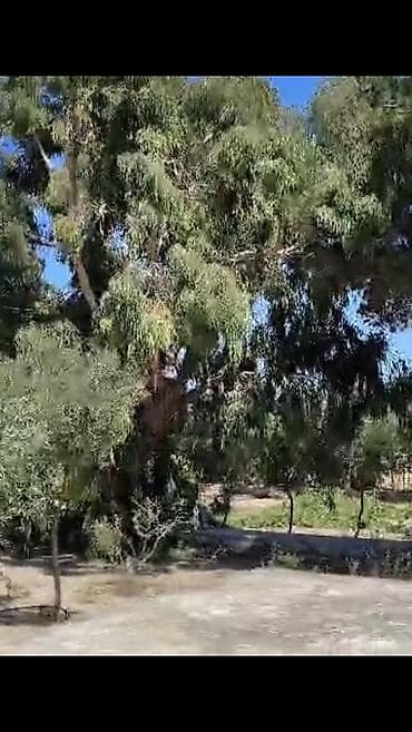 lerik ev kiraye: Nardaran. Sea Breezele uz-beuz 44 sot, 6 dene ev (ayrica), 11 otag — 3