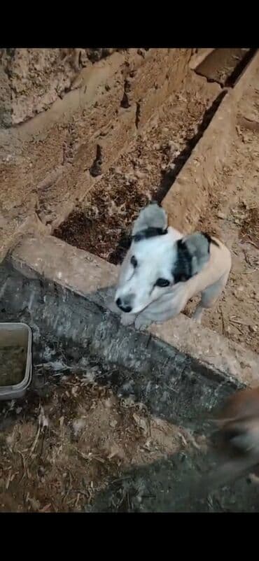 it sekilleri balaca: Pekines, 2 ay, Erkek, Ödənişli çatdırılma — 2