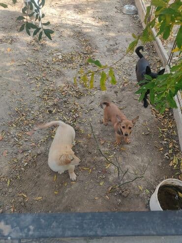 itlərin təlimi: İtlər – 1 balaca bala 4 aylıq zvanok - Növ: it balaları - Say: 1ədəd — 2