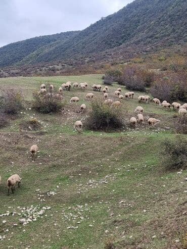 cins ineklerin satisi 2019: Salam hər vaxtiniz xeyir . 50 baş super damazliq 1 ci 2 ci qarina — 5