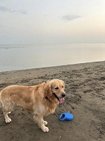 sort itler: Retriever, 5 il, Erkek, Cütləşmə üçün — 6
