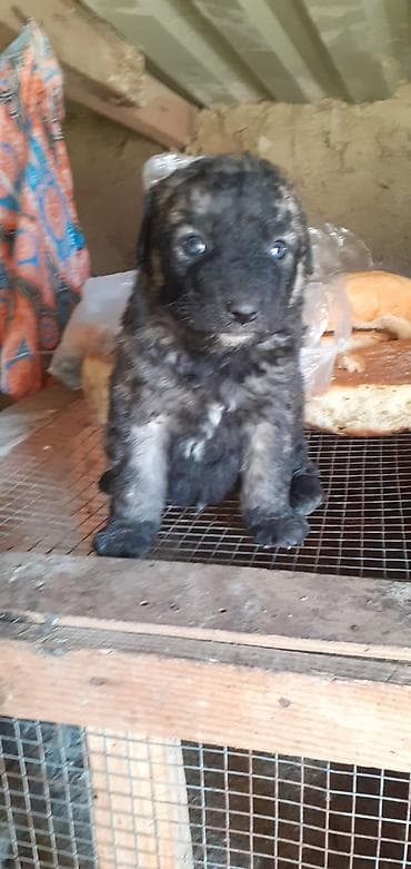 cane corso qiyməti: Alman çoban iti, 1 ay — 6