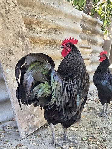 kənd xoruzu: Xoruz, il: 1, Ödənişli çatdırılma — 3