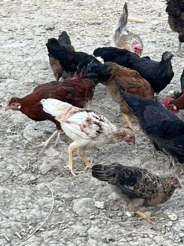 cücə və xoruz: Toyuq, Australorp, Brama, Damazlıq, Ünvandan götürmə — 20