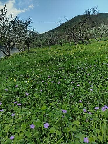 ceyranbatan torpaq: 48 sot, Kənd təsərrüfatı, Mülkiyyətçi, Bələdiyyə — 2
