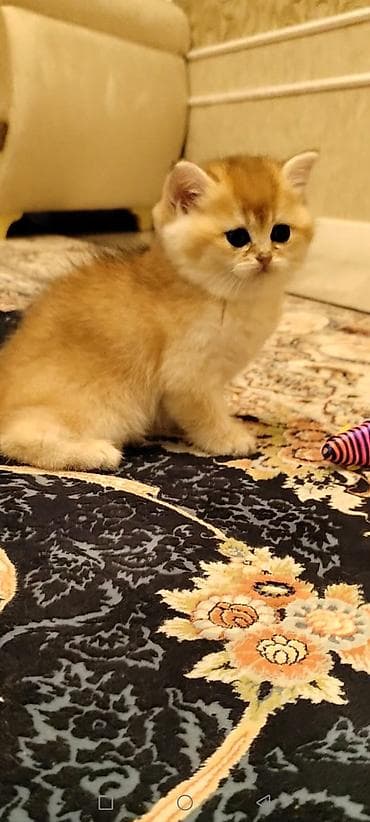 britan pişik: Qızıl şinşilla, Erkək — 3