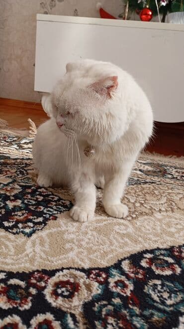 Heyvanlar üçün mallar: Şotland yastı qulaq — 4