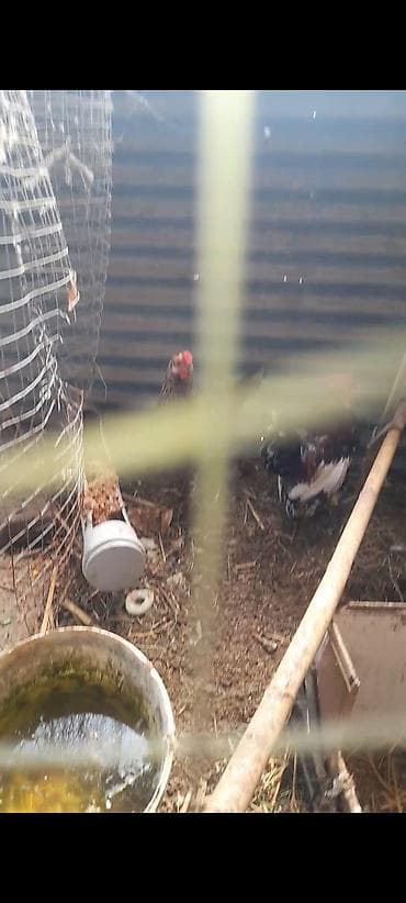 gence toyuq cuce: Toyuq, Damazlıq — 4