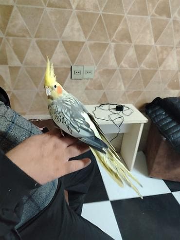 ev quşları: Mezahir satisda 70 aznMəhsul: Kakadu nimfa (Cockatiel) quşları – sarı — 1