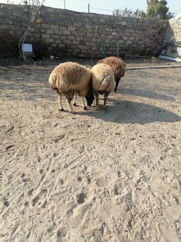 K/t heyvanları üçün mallar: Quzular – 3 baş 3 də bir satılır qiymət sondur bir dənəsi 450 — 5