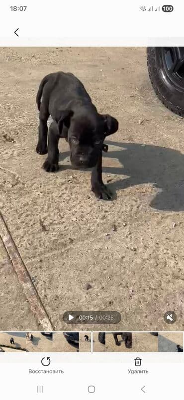 it şəkli: Kane-Korso, 2 ay, Erkek, Ünvandan götürmə — 1