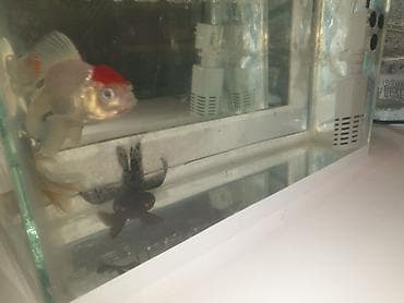 akvarium işığı: Salam Akvarium ölçüleri 35 uzunlug 15 en 25 hundurluk.akvariumun — 3