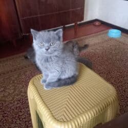 heyvan pişik: Britan, Erkək, Dişi — 8