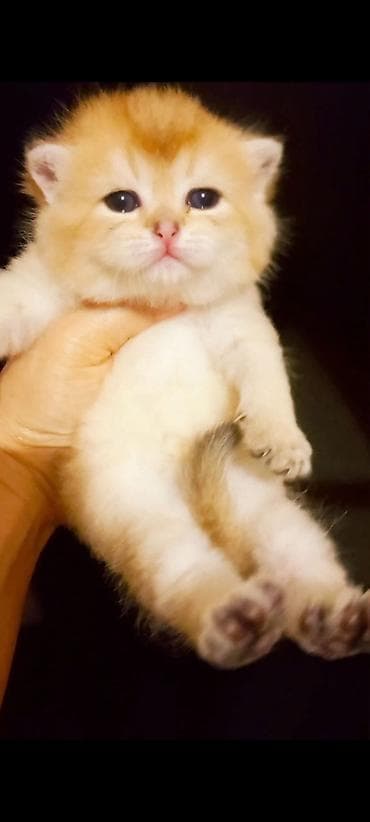 Gəmiricilər: Şinşilla, Dişi, Yaxşı əllərə, Ünvandan götürmə — 6