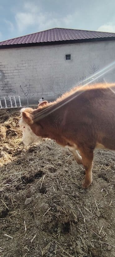 K/t heyvanları üçün mallar: Yaxwi saxlamali danadi cins danadi — 4