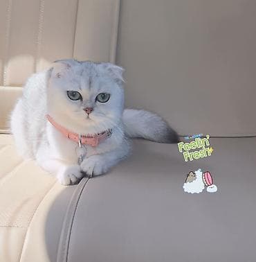 пекинес цена в баку: Elit valideynlərdən ŞOU-KLASS balalar! 💎bu qiymətə saf qan pişiklər — 5