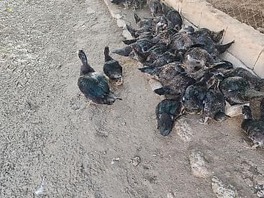 Lal ördək razılaşma yolu ilə nömrədə vatsap yoxdur 40 dənədir 4 — 6