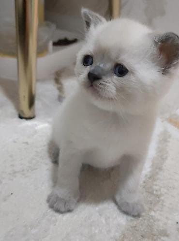 pulsuz pişiy: Şotland yastı qulaq — 6