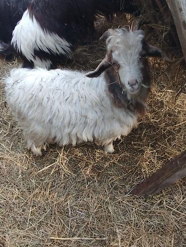Salam Erkey çəpislərdi .qiymət ikisinə aiddir. - Növ: yerli uzun