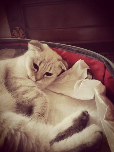 1 azn pişik: Şotland yastı qulaq — 1