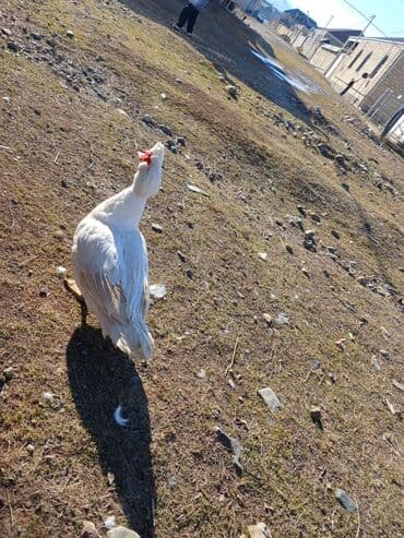 Muscovy (hind) ördəyi – ağ rəngli - Cins: Muscovy/hind ördəyi - Rəng