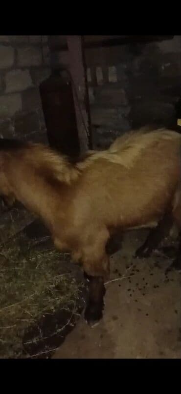 cəpis: Məhsul: Qoyun/keçi (qəhvəyi rəngdə, qulaqları sallanan, buynuzsuz tip) — 6