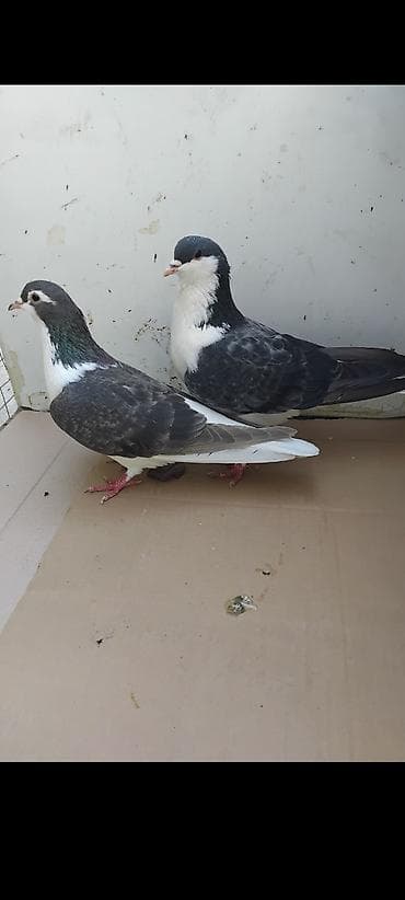 xacmaz heyvan bazari: 3 cüt delfin cütü 35 manat sağlam heyvandlar — 8