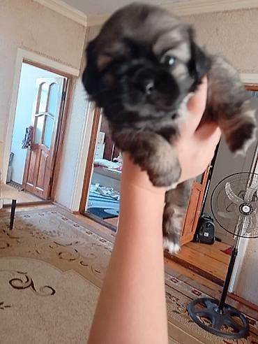 it wekilleri: Pekines, 1 ay, Dişi — 2