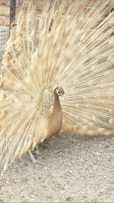 хары бюльбюль купить: 0773006210 vp aktiv.Məhsul: Təlimli tovuz quşları (Pavo cristatus) – — 2