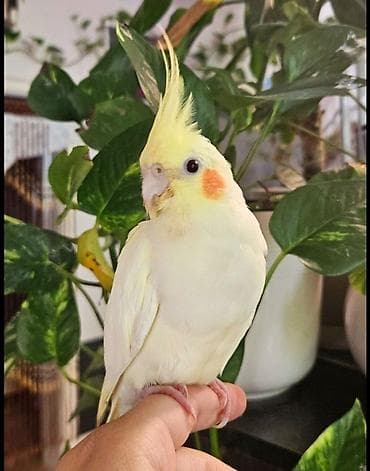 zvanok it satilir: SUPER KARELA “Sultan quşları” dəsti Dəstə daxildir: - 2 ədəd Karela — 2