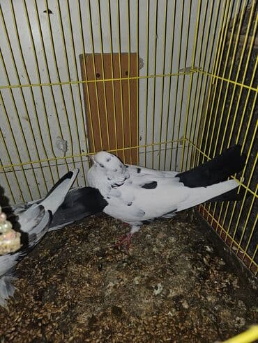 Bülbüllər: Müxtəlif rənglərdə iki göyərçin təklif olunur. Biri gənc, qəhvəyi, boz — 6