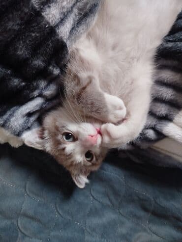 отдам в добрые руки котенка: Erkək, Yaxşı əllərə, Ünvandan götürmə — 5